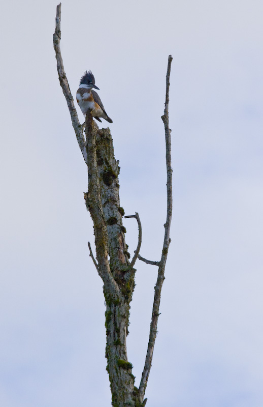 Belted Kingfisher In Tree